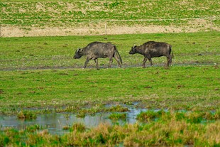 草原上的两头野牛