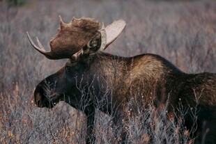 野外站立的驼鹿
