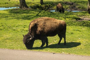 草原上低头吃草的野牛