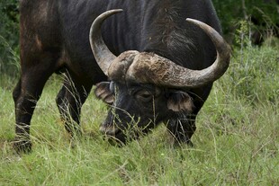 草原上低头吃草的大角水牛