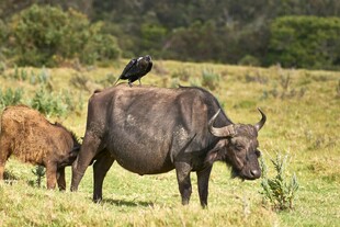 草原上牛与鸟的和谐画面