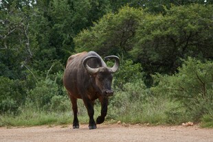 草原上独行的非洲野水牛