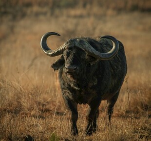 草原上的长角水牛