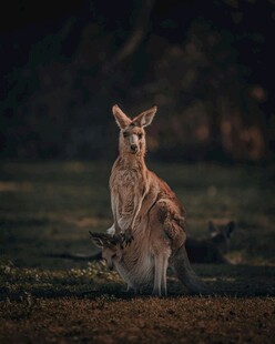 野外站立的袋鼠