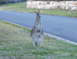 路边站立的袋鼠