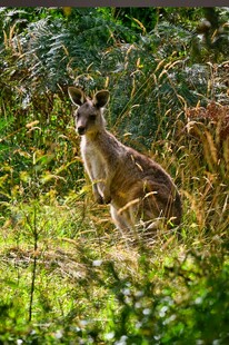 野外站立的袋鼠