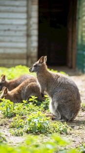 草地上休憩的几只袋鼠