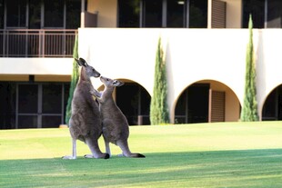 两只袋鼠在户外互动