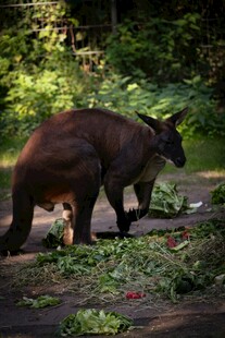 林中觅食的袋鼠
