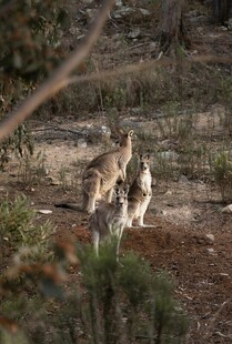 野外站立的几只袋鼠