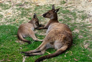草地上的袋鼠母子互动