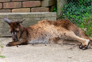 休憩的袋鼠