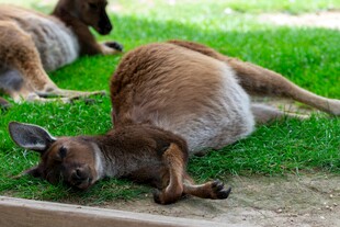 草地上休憩的几只袋鼠