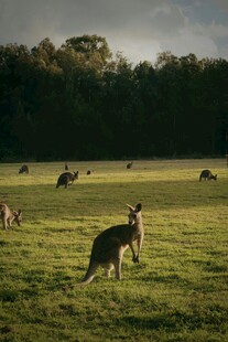 草原上跳跃的袋鼠群