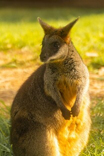 草地上的可爱袋鼠