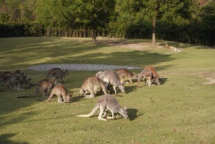 草地上的袋鼠群