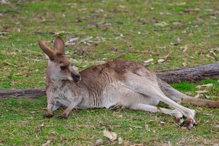 草地上休憩的袋鼠
