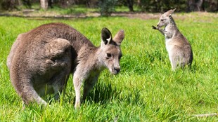 草地上的大小袋鼠
