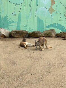 袋鼠在沙地互动玩耍