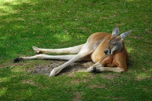草地上休憩的袋鼠