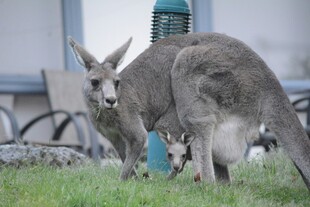 草地上的袋鼠母子