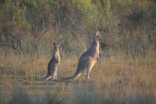 草原上的两只站立袋鼠