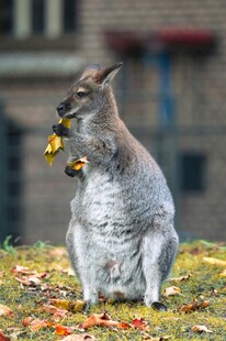 袋鼠手持花朵站立