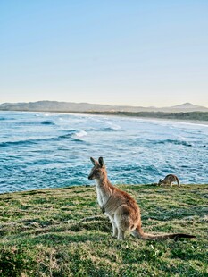 海边草地的袋鼠