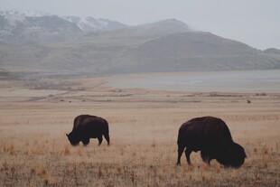 草原上的两头野牛
