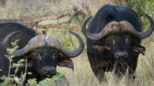 草原上的两头大角野水牛