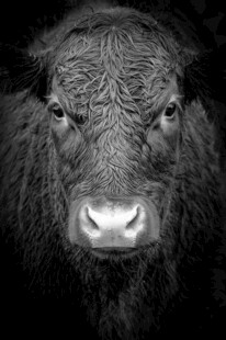 黑白色调下的牛头部特写