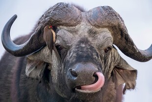吐舌的非洲水牛
