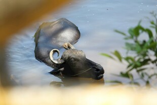 水中的水牛