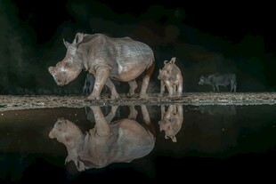 水边犀牛母子的静谧倒影