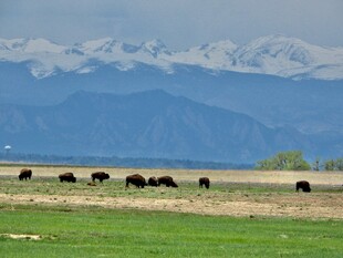 草原上的牛群与远处雪山