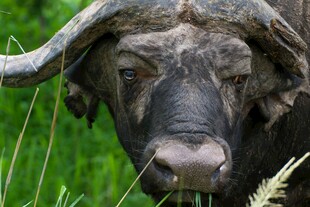 非洲水牛特写
