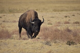 草原上低头吃草的野牛