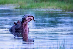 河马水中张嘴捕食瞬间