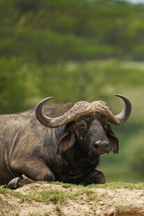 卧地的非洲水牛