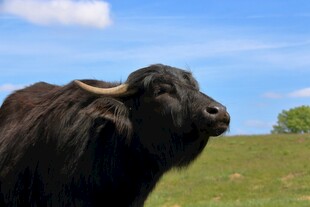 草原上的黑牦牛