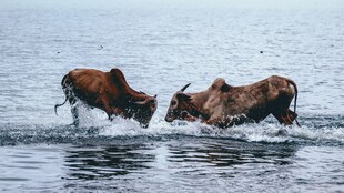 水中角力的两头野牛