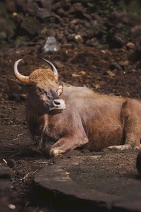 卧地的长角野牛