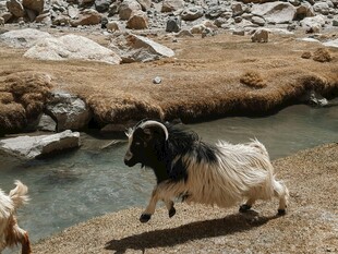 溪边奔跑的黑白山羊