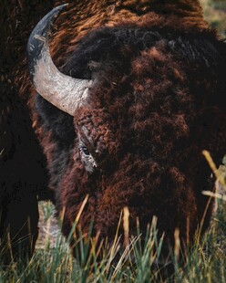 草原上的长毛野牛