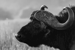 草原上的水牛特写