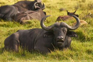 草原上休憩的非洲野水牛