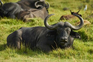 草原上休憩的黑角水牛