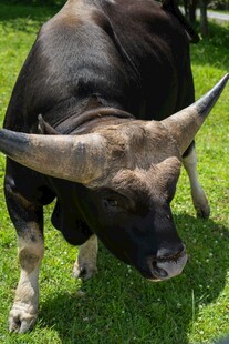 草地上的长角黑牛