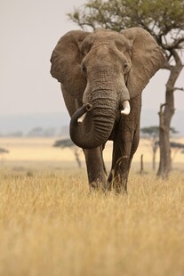 草原上独行的大象