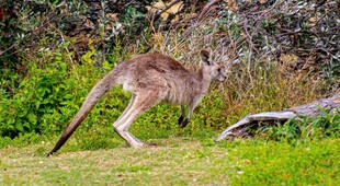 野外站立的袋鼠